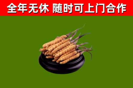 夏邑烟酒回收冬虫夏草.jpg